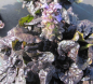 Preview: Ajuga reptans Black Scallop 1